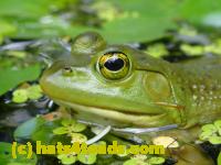 /home//u458753944/public_html/sourcegallery///Frogs/More bullfrogs/P7261268.JPG